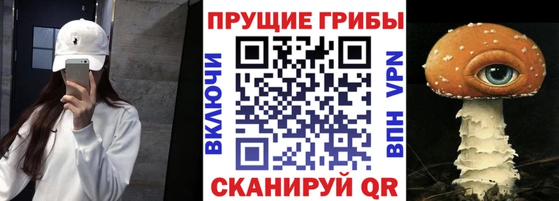 Псилоцибиновые грибы Cubensis Плёс